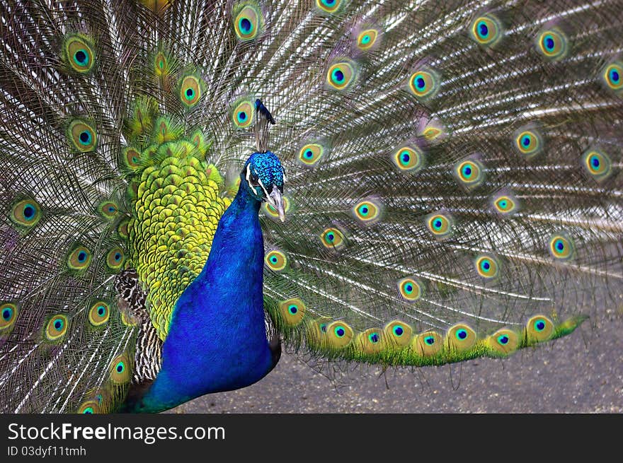 Peacock