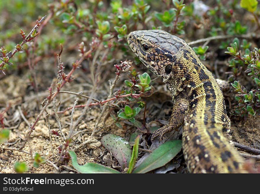 Lizard closeup, sand lizard in the grass