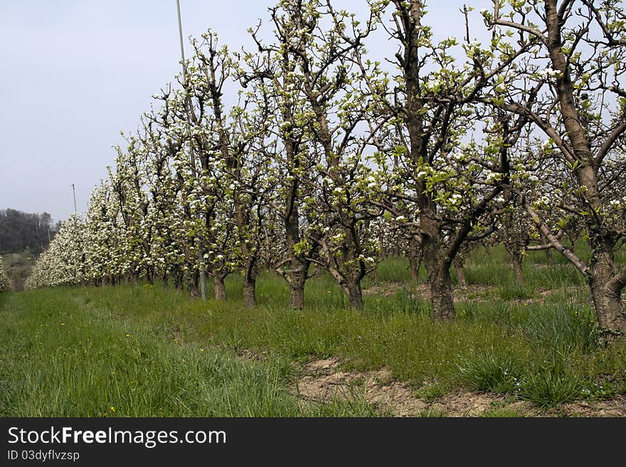 A long orchard in spring. A bit of nearby forest in the background. A long orchard in spring. A bit of nearby forest in the background.