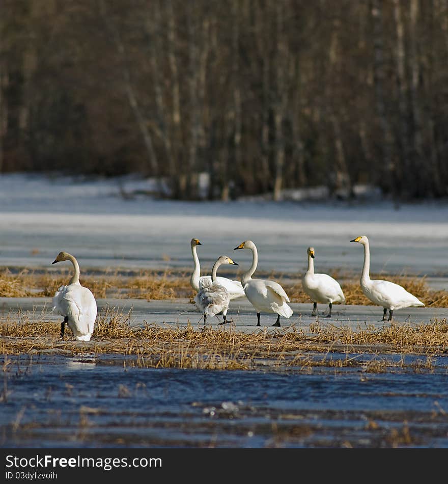 Whooper swan