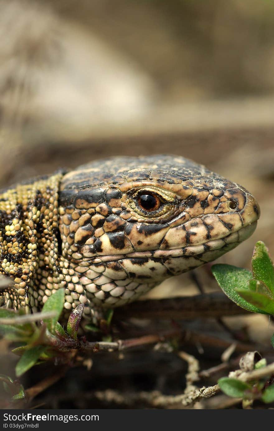 Lizard closeup, sand lizard in the grass