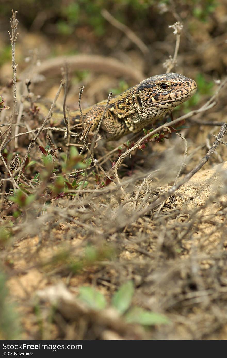 Lizard closeup, sand lizard in the grass