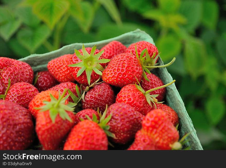 Healthy red berries