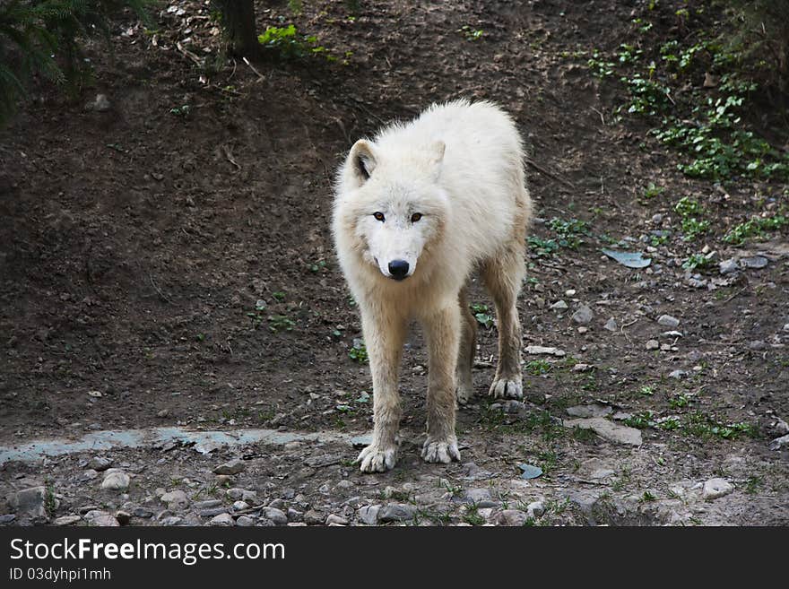 Arctic wolf looking at camera