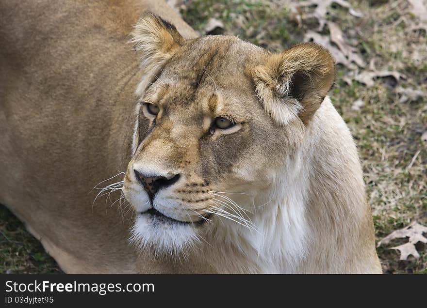 Female African Lion looking around it's hunting grounds.