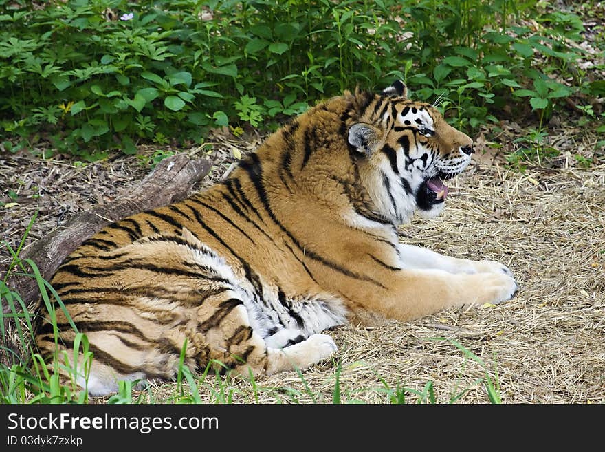 Bengal Tiger lays down to catch it's breath. Bengal Tiger lays down to catch it's breath.