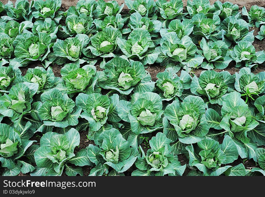 Fresh green cabbage growing in the fields