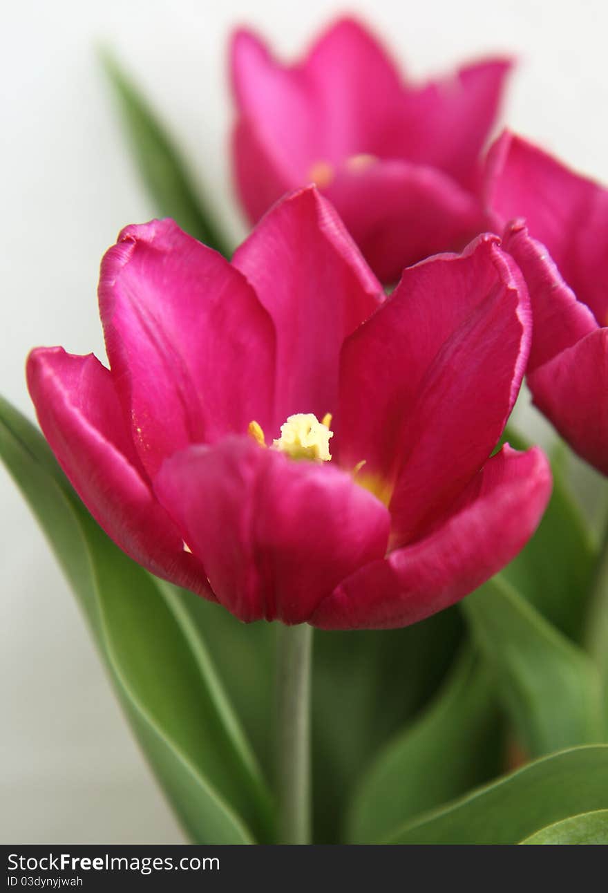 Dark pink tulip flowers blooming. Dark pink tulip flowers blooming