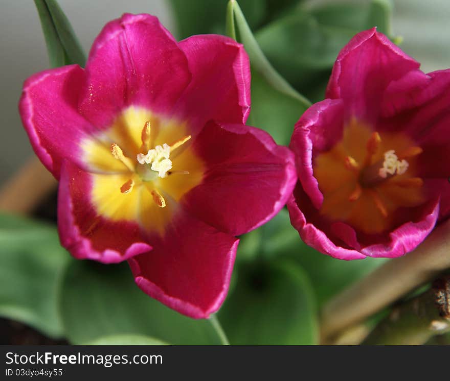 Pink tulip in close up. Pink tulip in close up