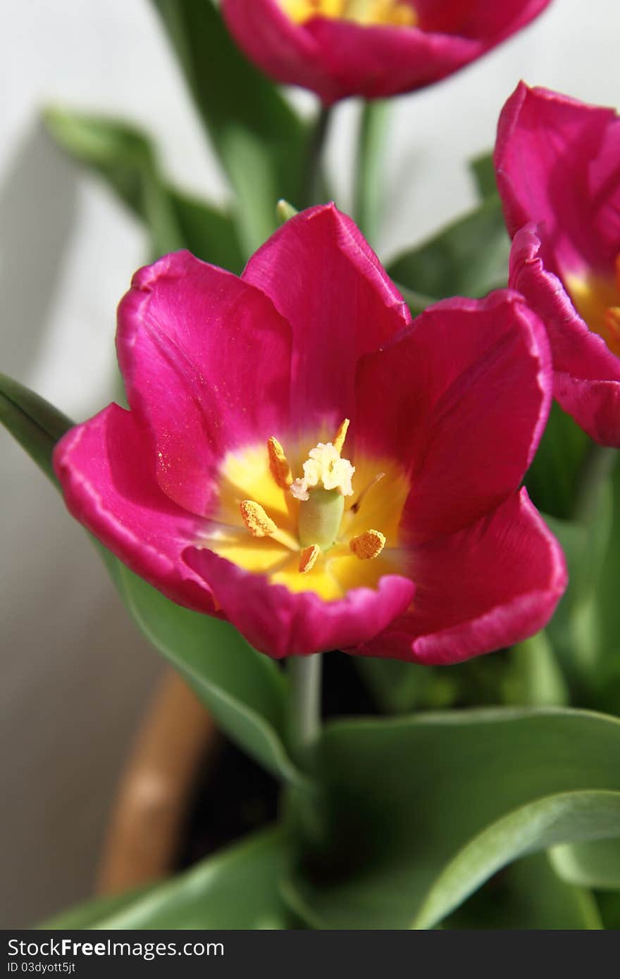 Pink tulips in close up