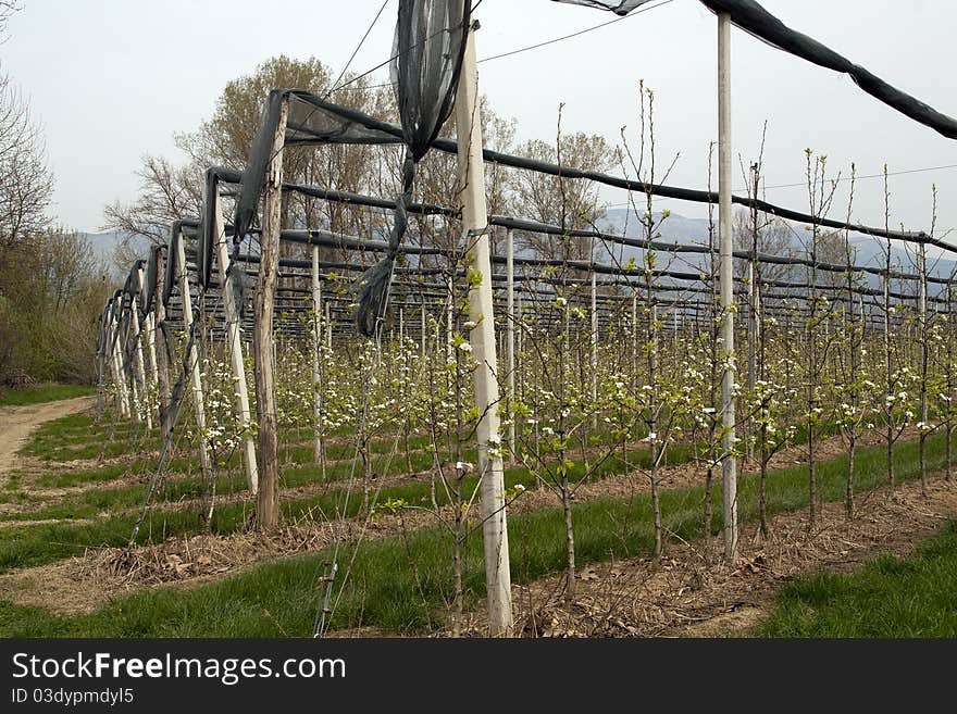 Young, long orchard in spring. The poles are support to the trees. A bit of nearby forest in the background. The sky is foggy. Young, long orchard in spring. The poles are support to the trees. A bit of nearby forest in the background. The sky is foggy.