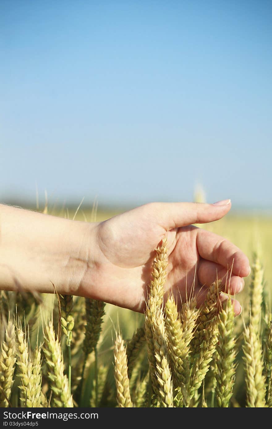 Hand through some wheat in a field