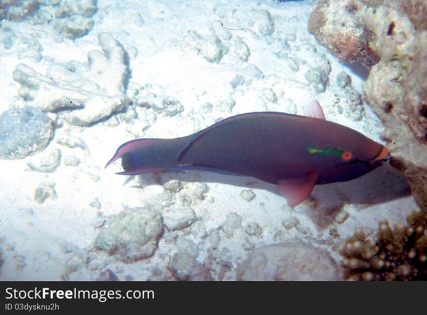 A Dusky Parrotfish Scarus Niger on a reef in the Maldives