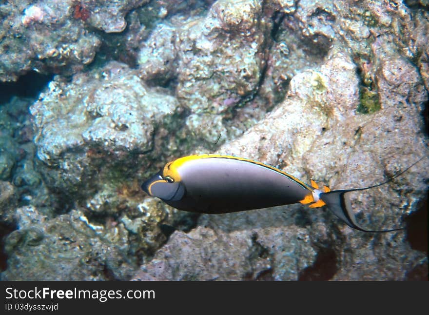 An Orangespine Unicornfish Scientific Name Naso Literatus on a reef in the Maldives