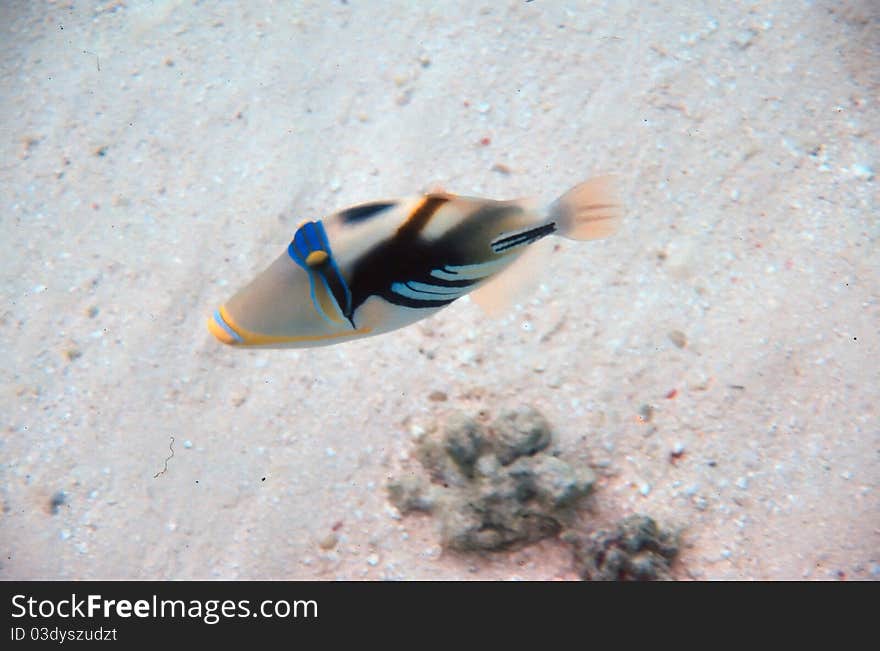 A Picasso Triggerfish on a sandy bottom inthe Maldives