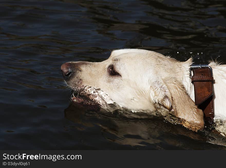 Swimming labrador