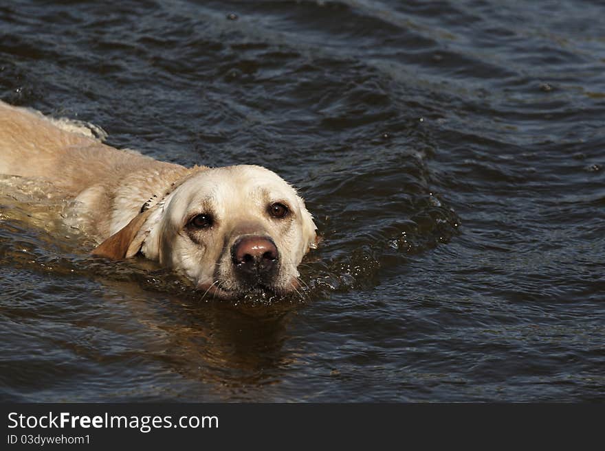 Happy labrador retriever is swimming in the river. Happy labrador retriever is swimming in the river.