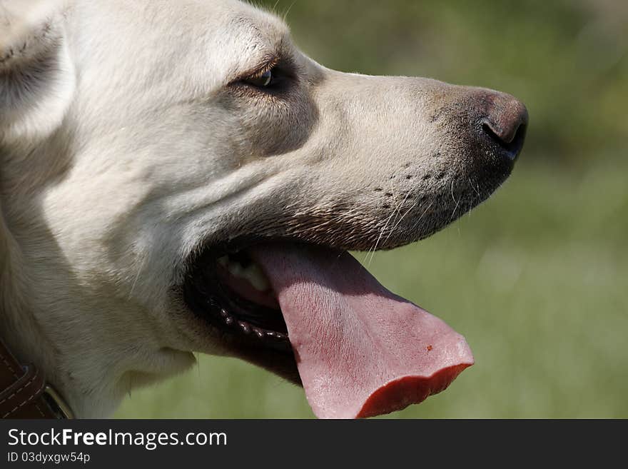 Yellow labrador retriever on grass in the park.