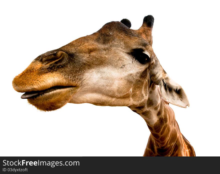 Giraffe tongue out, face close up. Giraffe tongue out, face close up