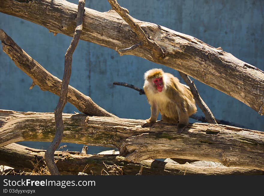 A Monkey on a wooden Branch sitting in the Sun