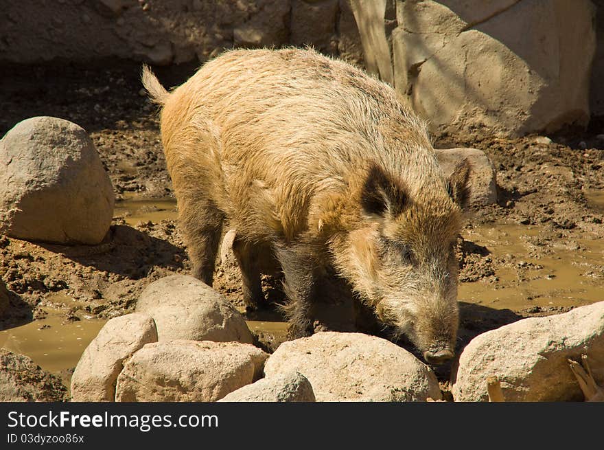 A Wild Boar sniffing between two rocks