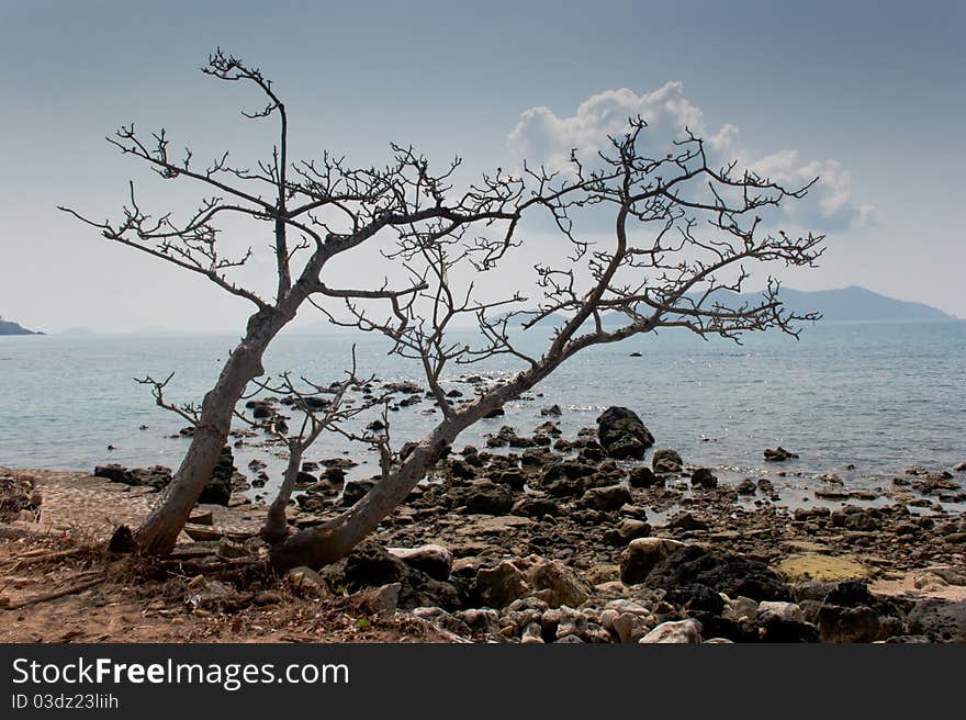 Dead trees on the beach.