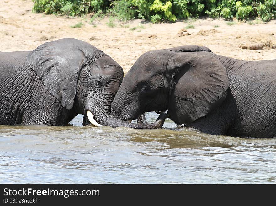 Elefhants in the Chobe river in Botswana. Elefhants in the Chobe river in Botswana