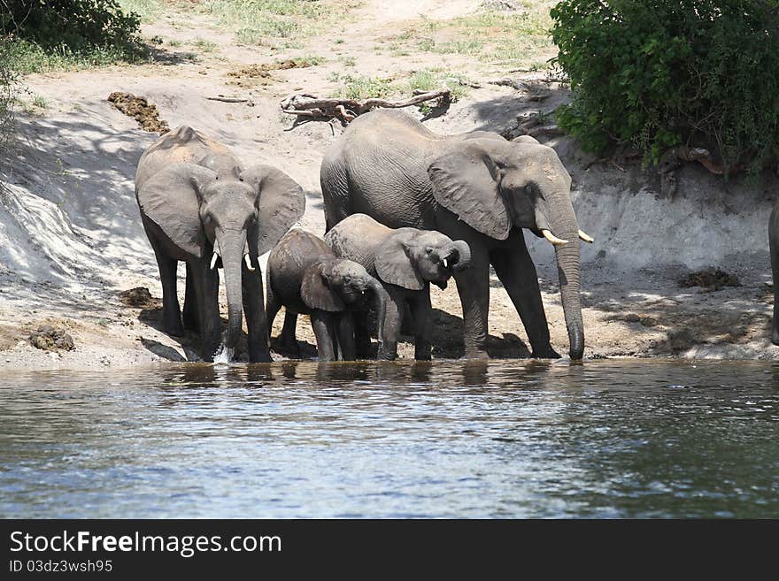 Elephants family