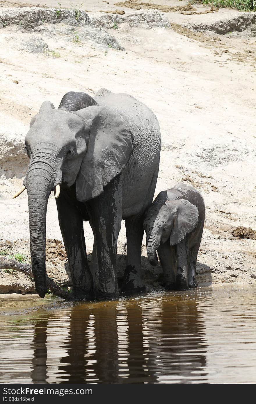 Elephants Family