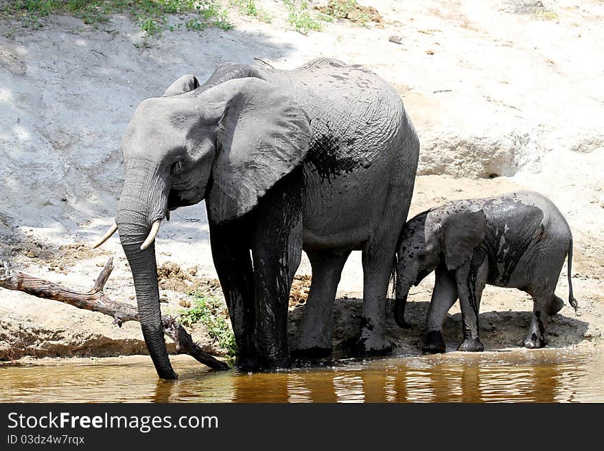 Elephants family