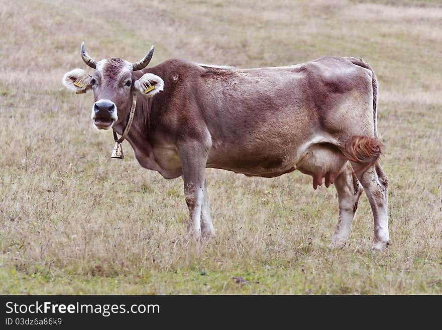 Cow