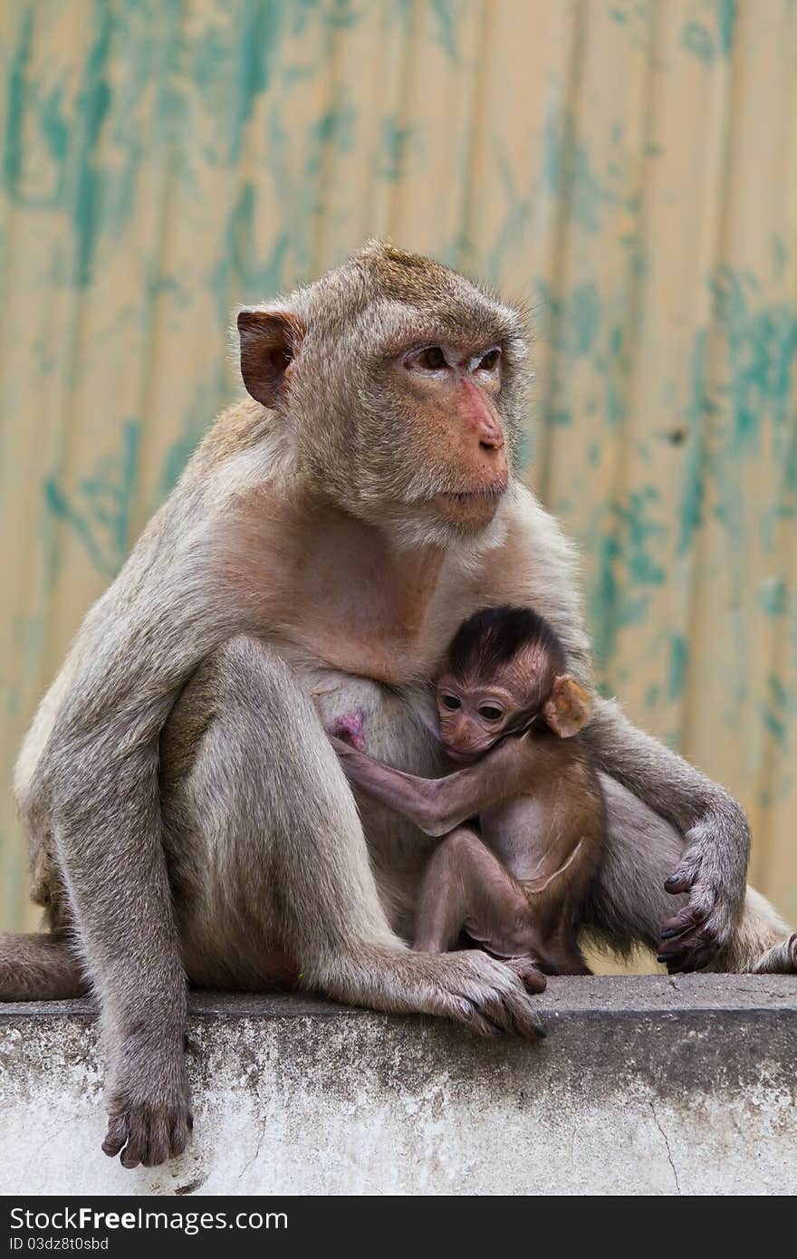 Monkey and its baby sitting on the wall