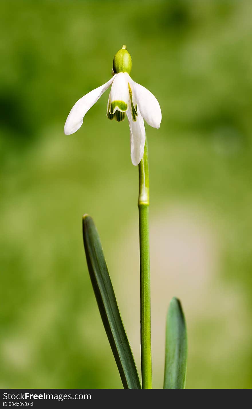 Snowdrop- spring white flower with soft background. Snowdrop- spring white flower with soft background