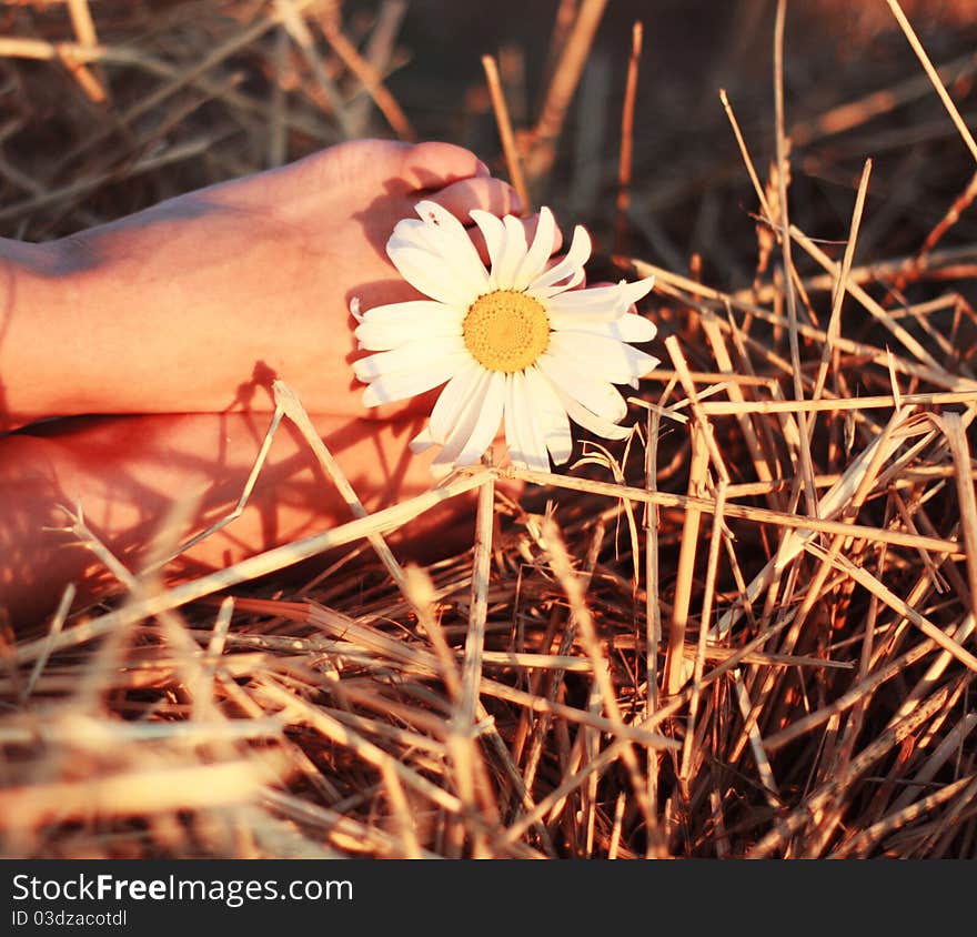 Chamomile, a woman s leg, a haystack