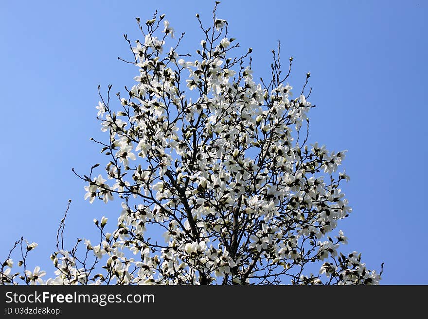 White magnolia flowers