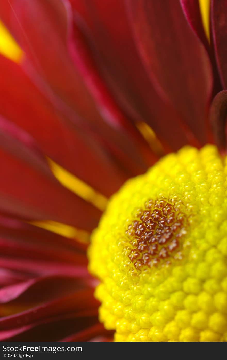 Macro red and yellow daisies flower