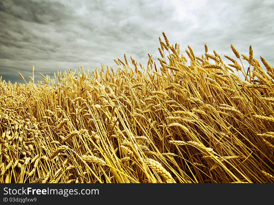 Ripe Wheat In The Field