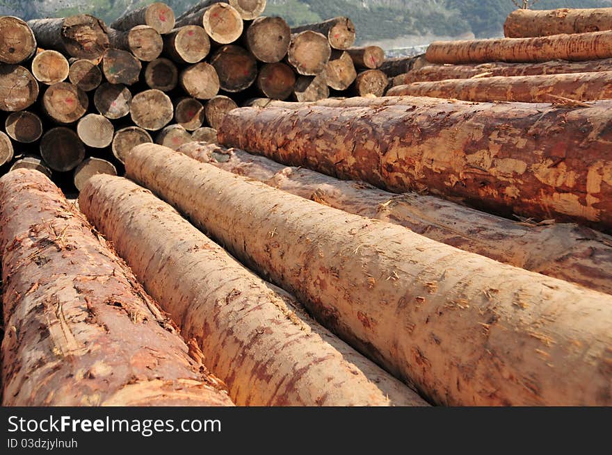 macro shoot of cutted logs