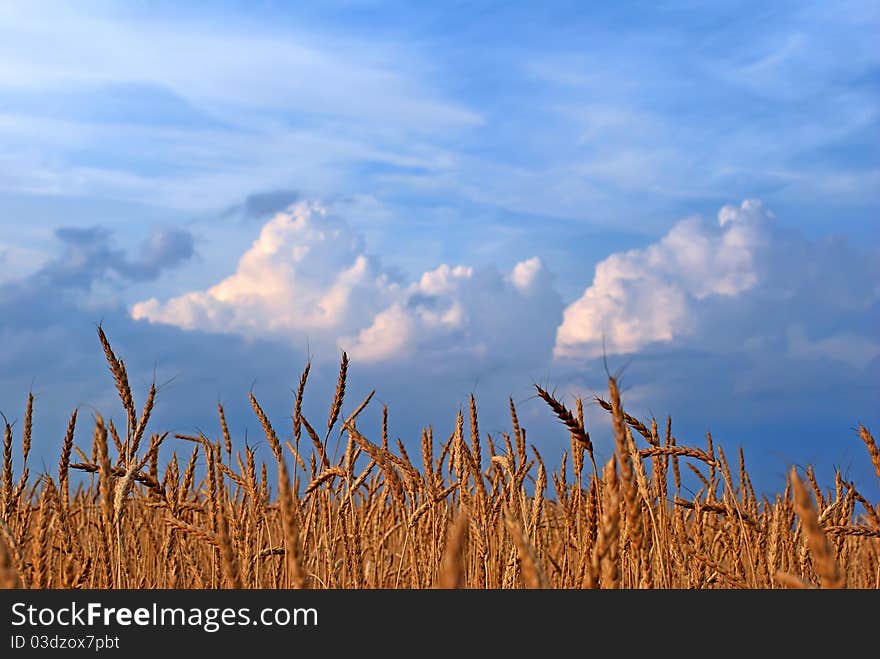 Rye. Rye field on a background of cloudy sky.