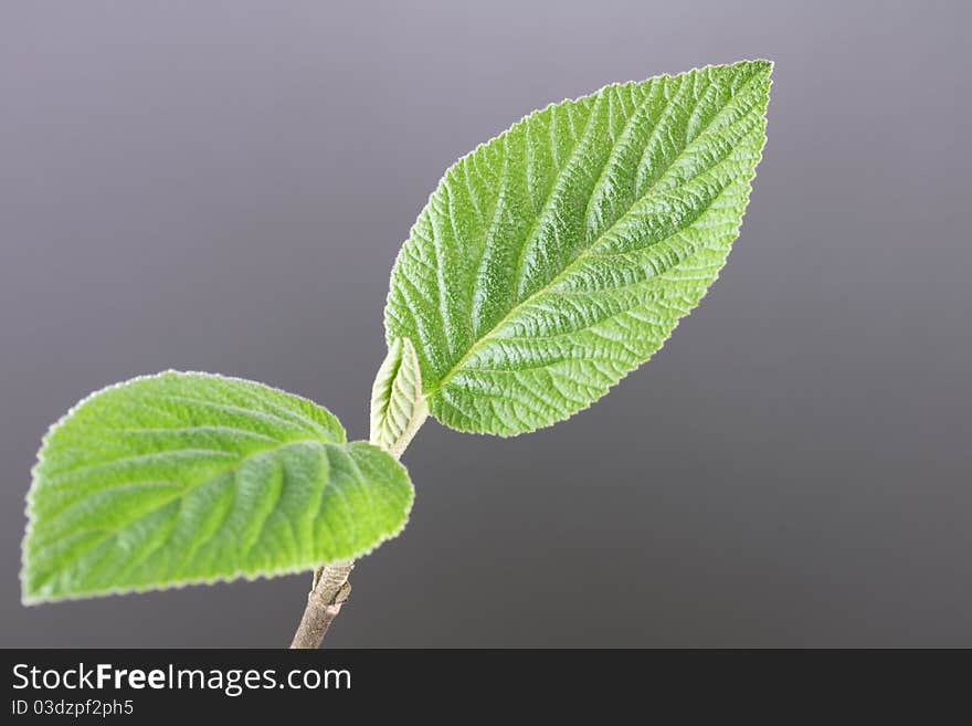 Young leaves on gradient background