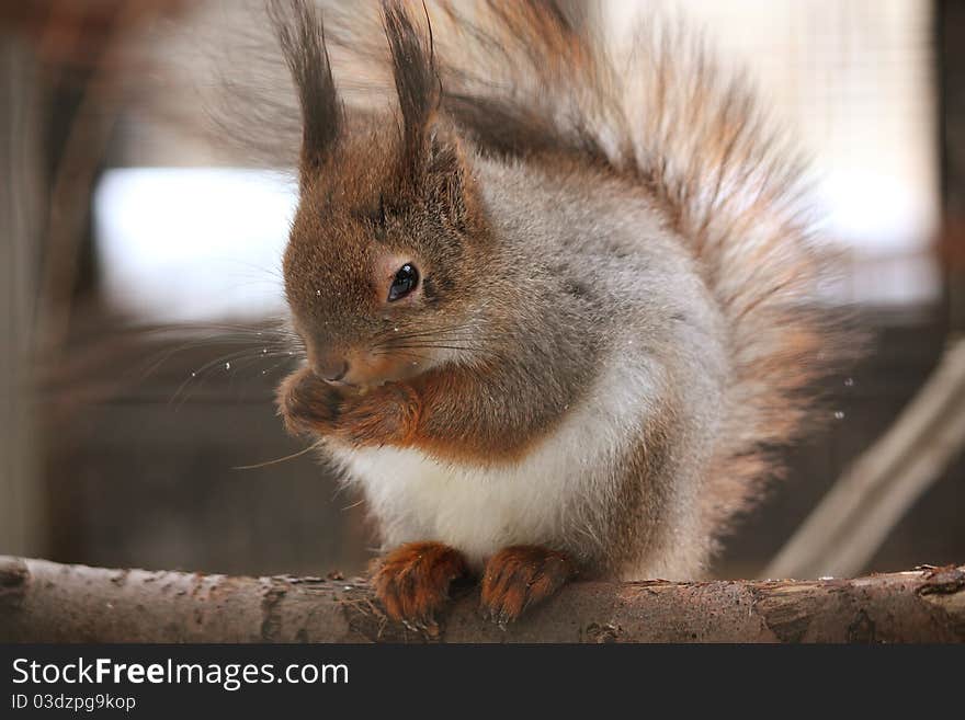 Red squirrel sitting on the branch and eating