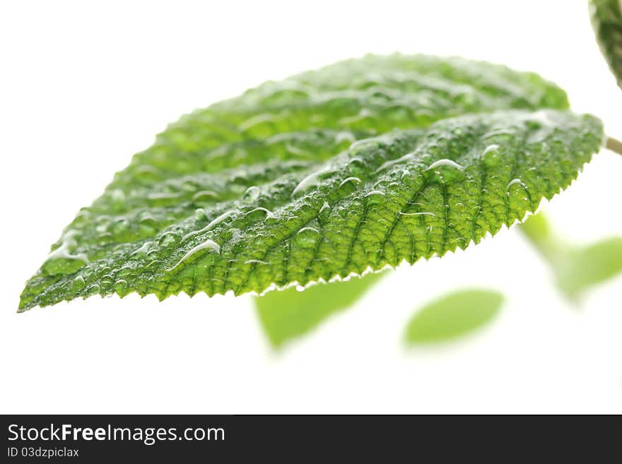 Young leaves isolated on white background