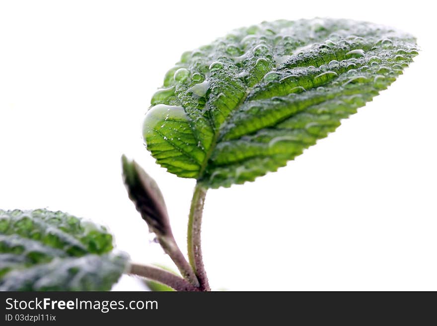 Young leaves isolated on white background