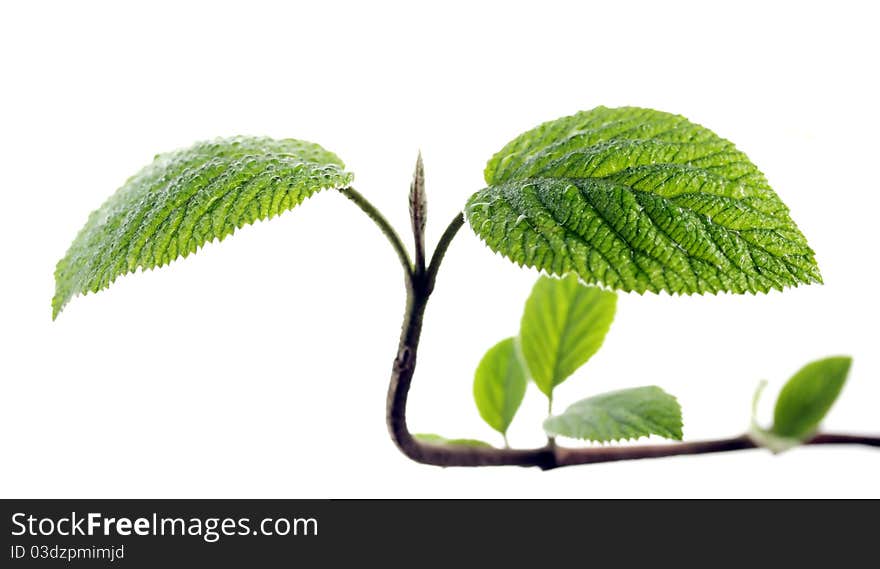 Young leaves isolated on white background