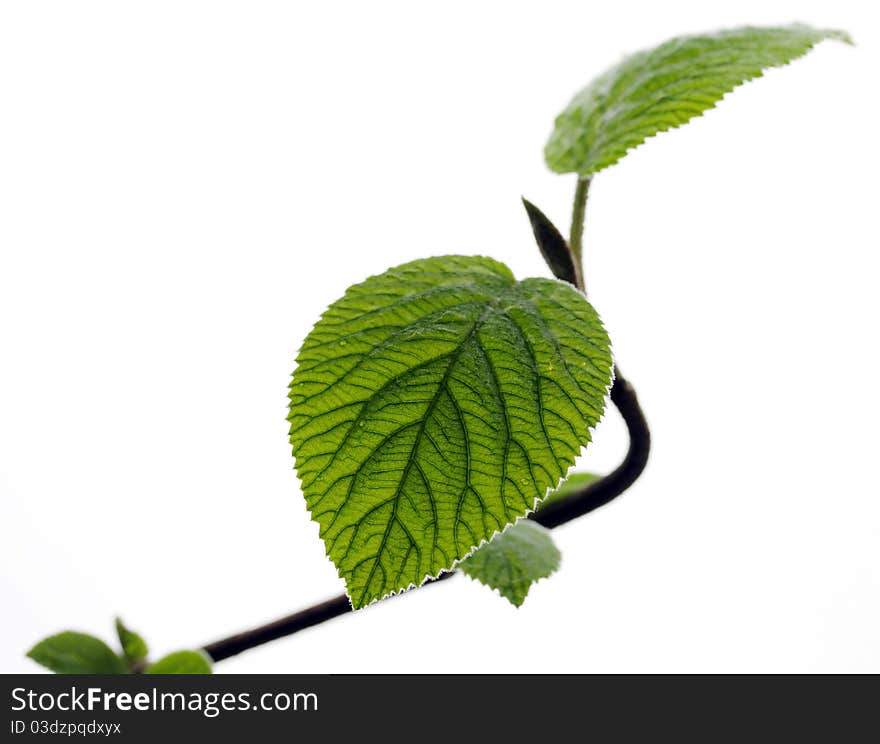 Young leaves isolated on white background