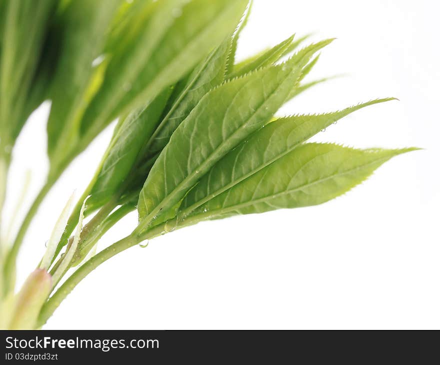 Young leaves isolated on white background