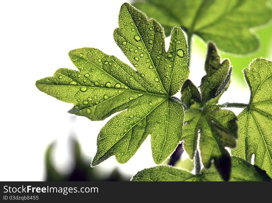 Young leaves isolated on white background