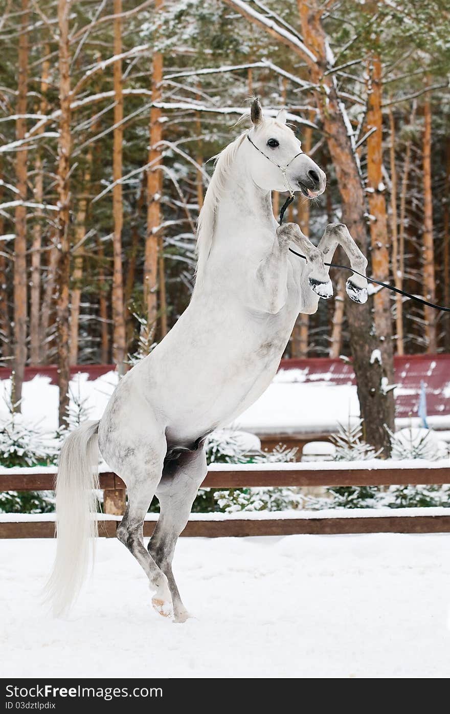 White arabian horse rearing, winter, woods, snow. White arabian horse rearing, winter, woods, snow