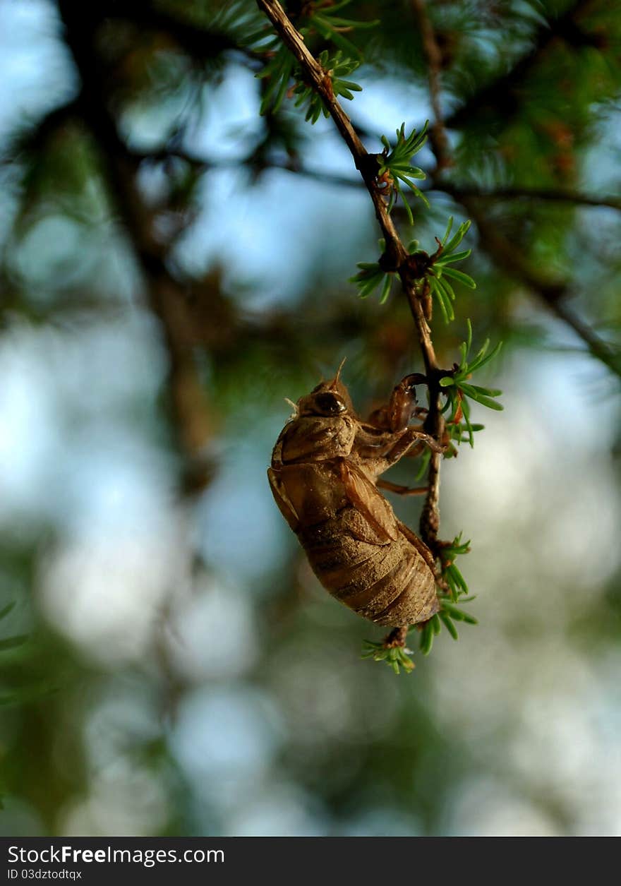 Locust Or Cicada Shell In Tree