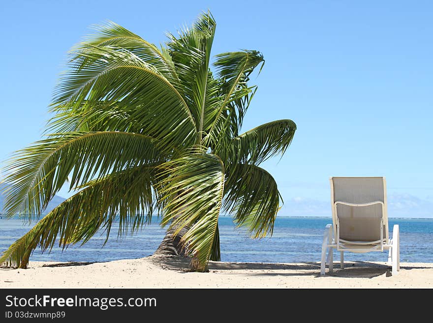 A coconut tree and a chair in front of the blue lagoon. A coconut tree and a chair in front of the blue lagoon